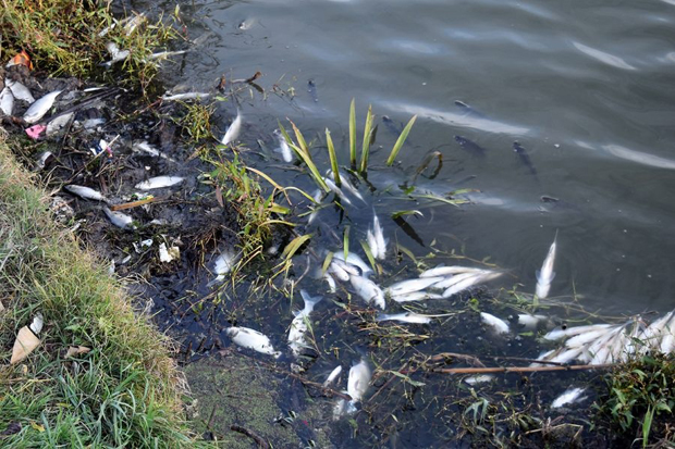 Помор у бачком каналу: Огромне количине затроване рибе и на трпезама?